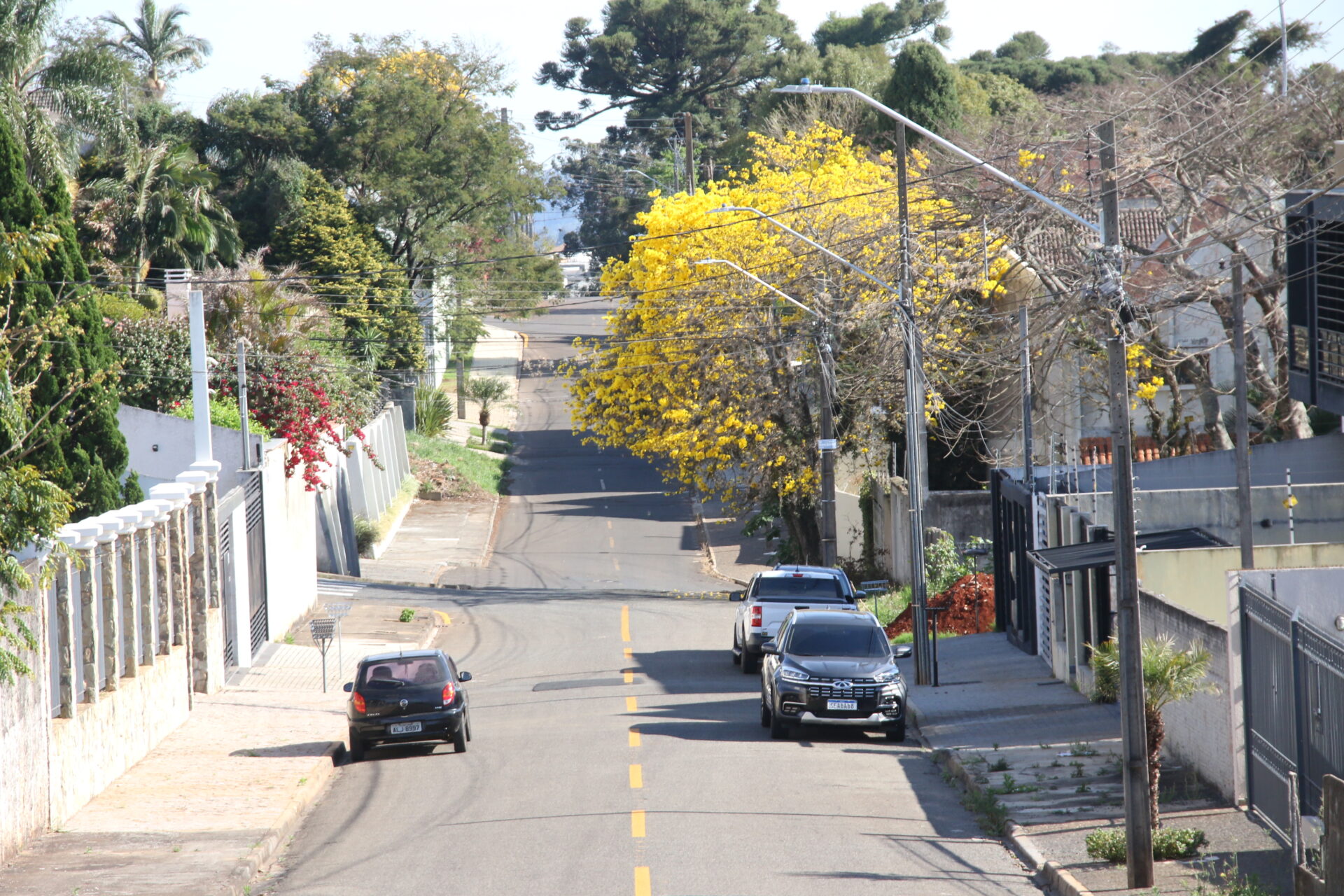Rua com ipê amarelo, no Bairro Estrela, em Ponta Grossa