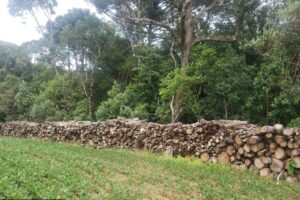 Hectares destruídos em Teixeira Soares