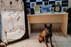 Casa tinha uma estufa para produção de drogas