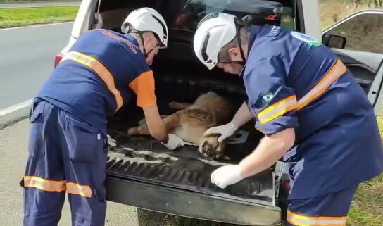 Equipe do Cetas recolhe corpo do animal