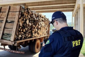 Caminhão carregado com tora de madeiras foi interceptado pelo fato de o motorista usar corda no lugar do cinto de segurança