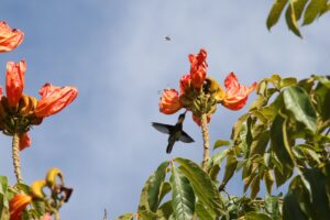 Beija-flor retirando néctar de flor da árvore bisnagueira, enquanto abelha passa ao lado da flor