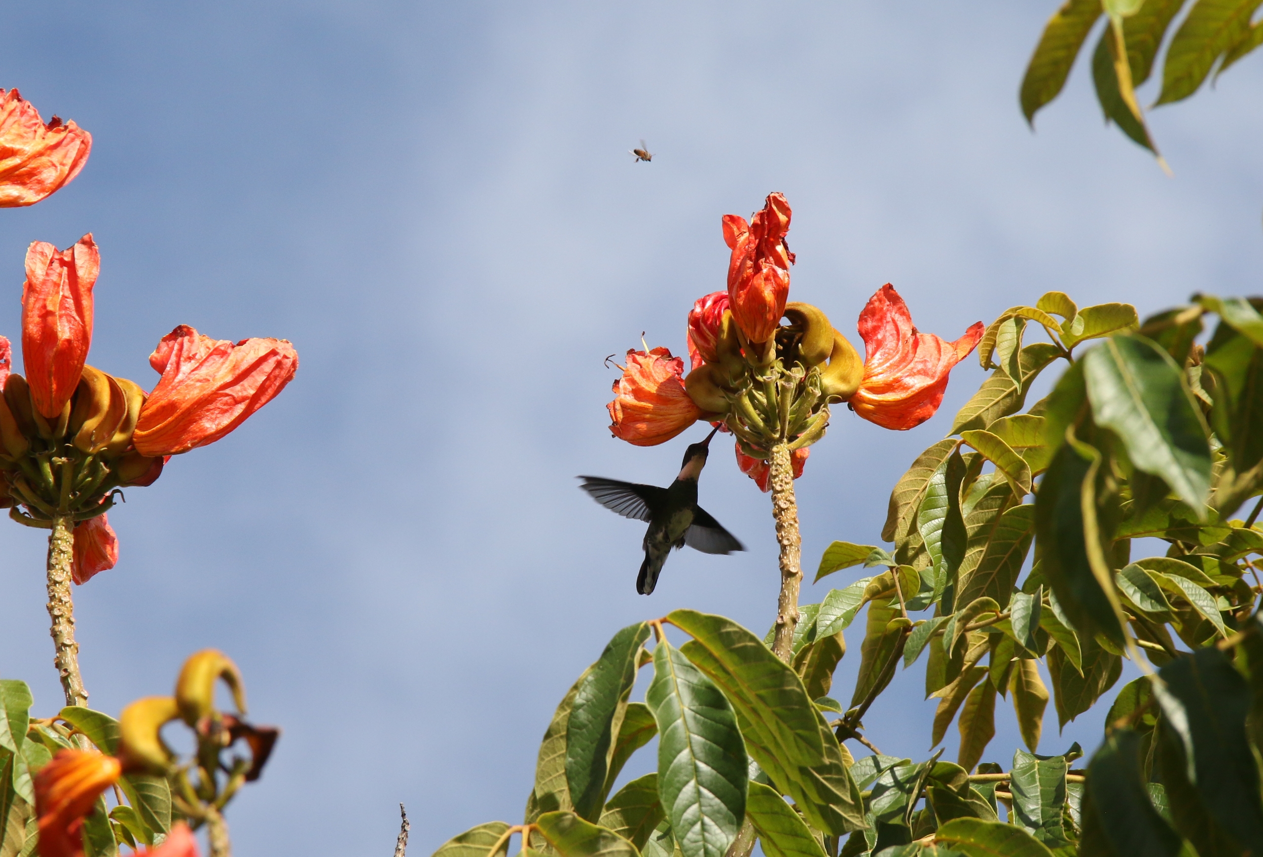 Beija-flor retirando néctar de flor da árvore bisnagueira, enquanto abelha passa ao lado da flor