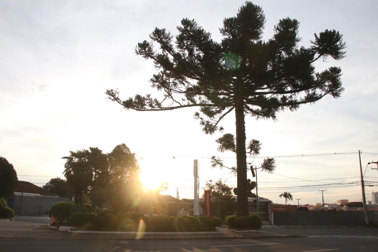 Árvore e paisagem urbana contra o sol ilustram Previsão do tempo