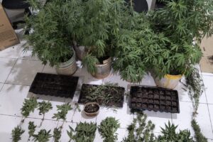 PM apreendeu 84 pés de maconha em Telêmaco Borba
