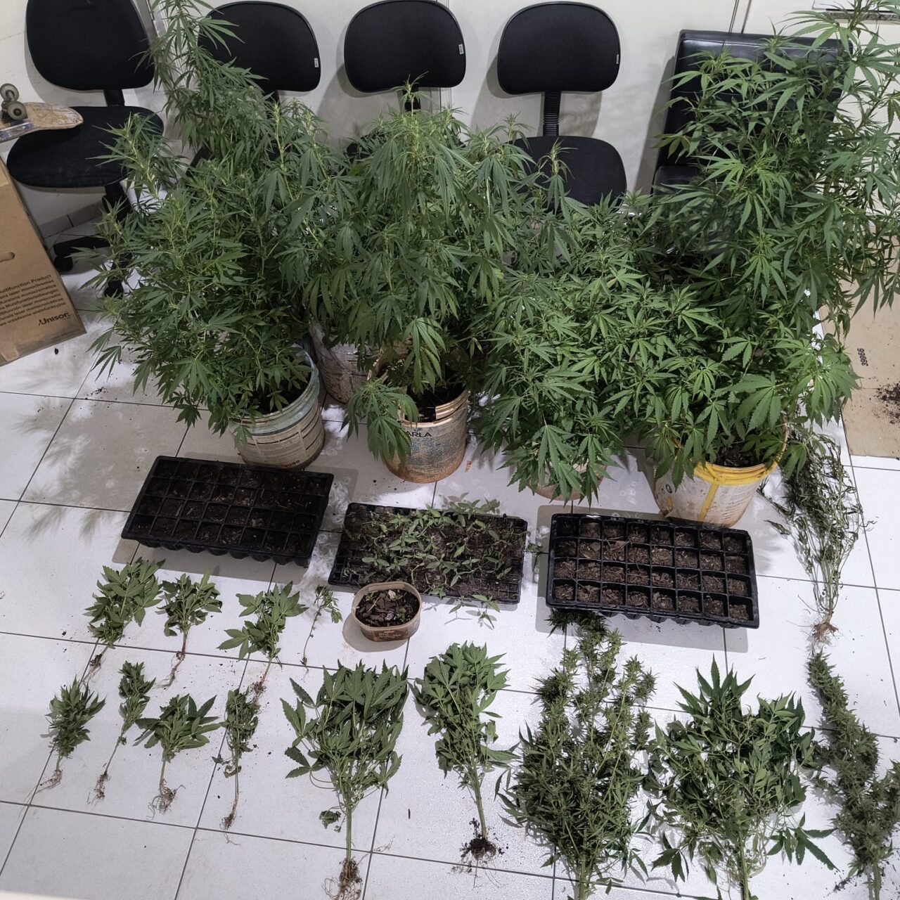PM apreendeu 84 pés de maconha em Telêmaco Borba