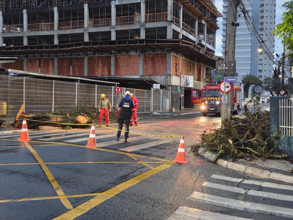 Poda de árvore na esquina da Paula Xavier com Rua Amazonas