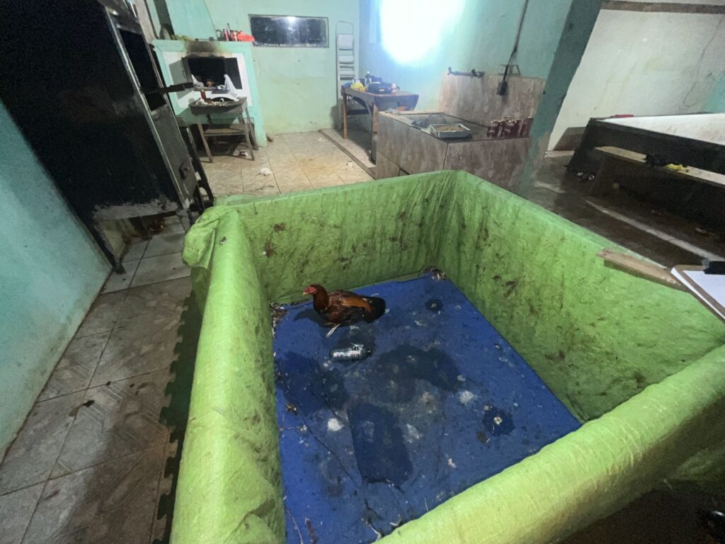 Galo em "ringue" utilizado para a prática ilegal de rinha de galos, durante ação da GCM de Ponta Grossa, Paraná
