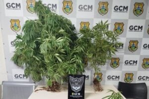 Plantação de maconha