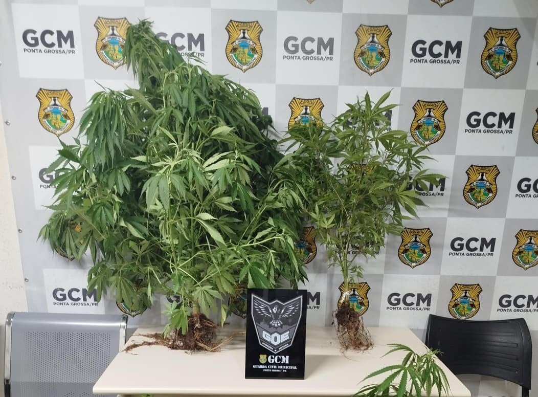 Plantação de maconha