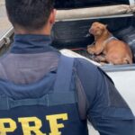Transporte de animais
