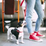 animal no transporte publico