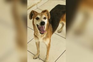 Cachorrinha Bety olhando pra a câmera com a boca aberta