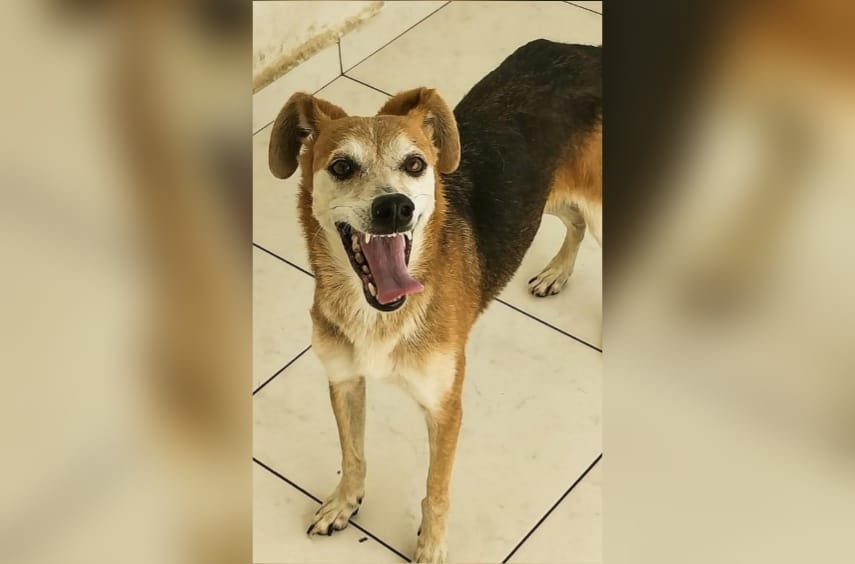 Cachorrinha Bety olhando pra a câmera com a boca aberta