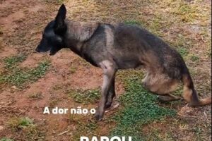 Cão Bolt