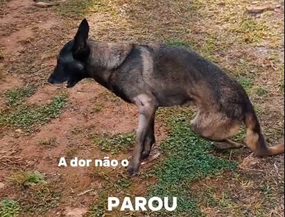 Cão Bolt