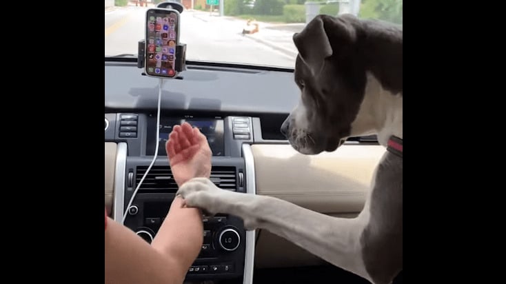cachorro celular