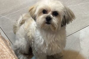 Pipoca, cãozinho da raça Lhasa Apso desaparecido em Ponta Grossa