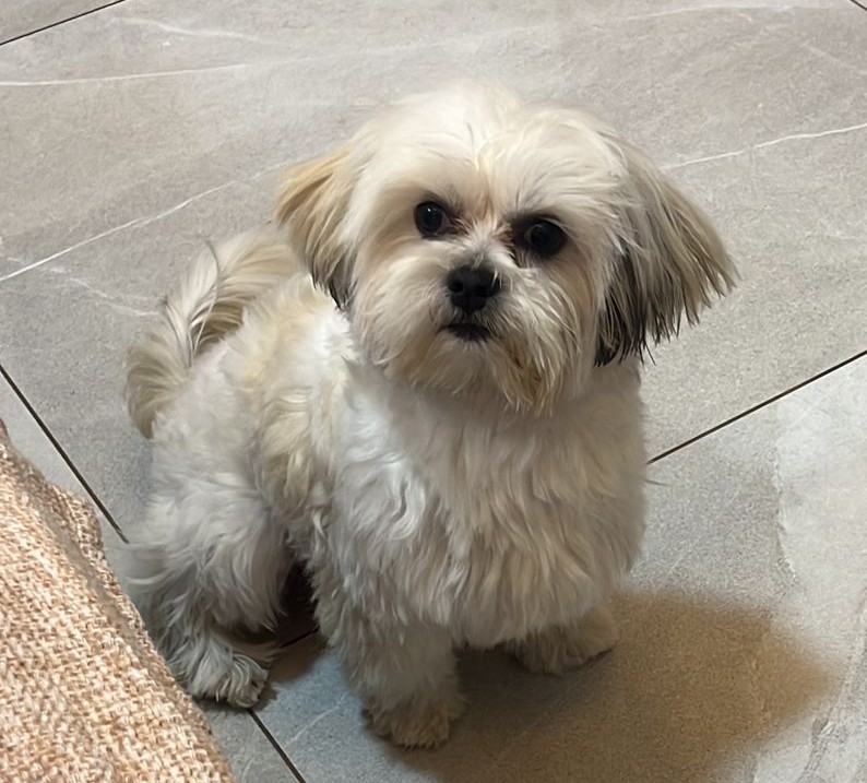 Pipoca, cãozinho da raça Lhasa Apso desaparecido em Ponta Grossa