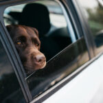 cachorro-preto-grande-no-carro