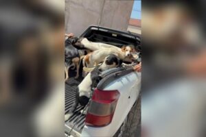 Polícia resgata cães em situação de maus - tratos