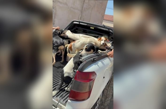 Polícia resgata cães em situação de maus - tratos