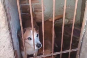 cães em situação de maus-tratos em Ponta Grossa - Paraná