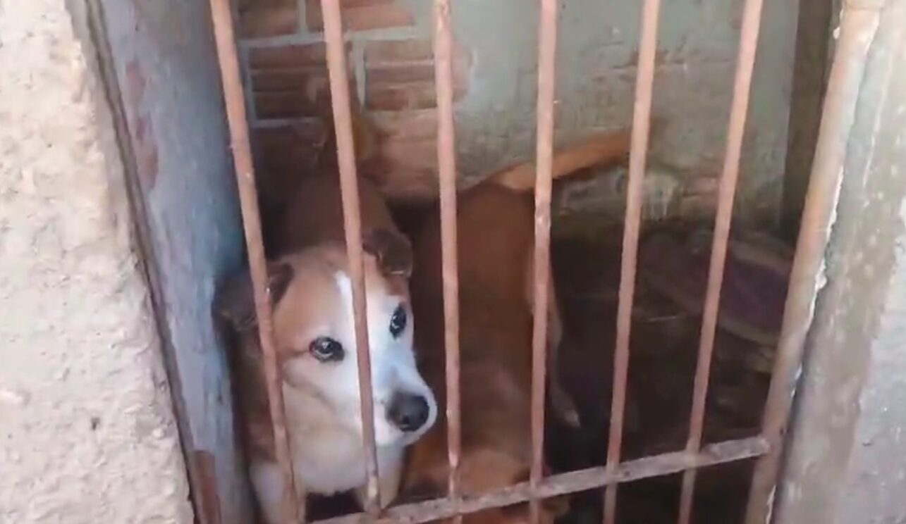 cães em situação de maus-tratos em Ponta Grossa - Paraná