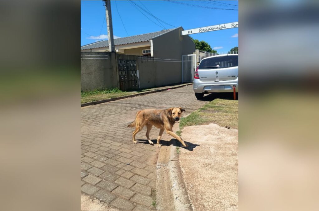 Cachorro andando pela rua na região do Jardim Castanheira, onde uma mulher foi atacada por cães nesta semana