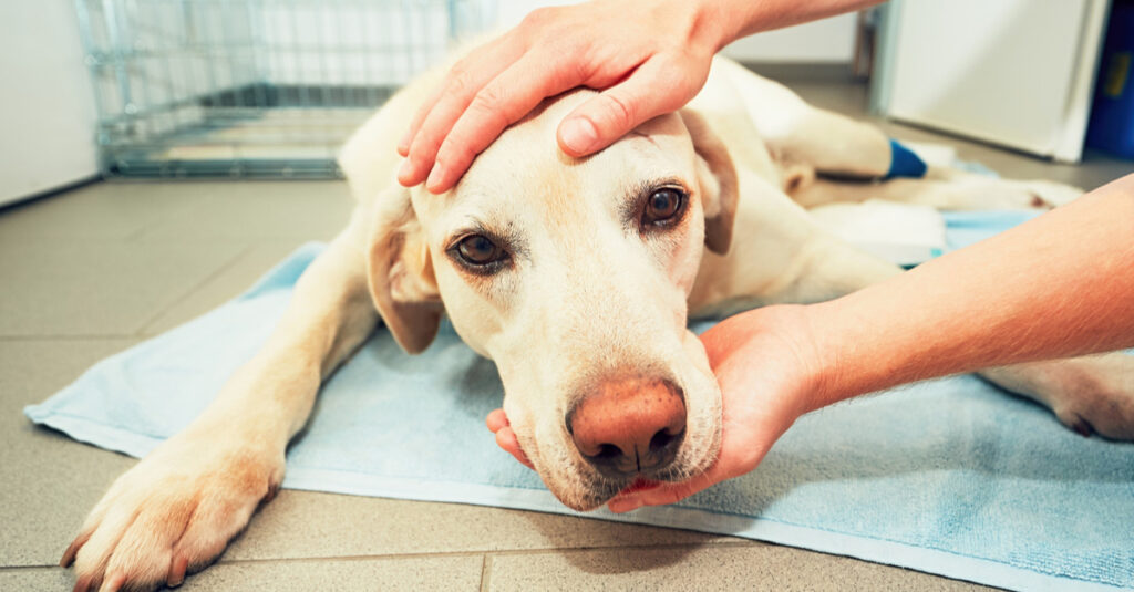 Anestesia castração de cães em pg motiva veto da prefeitura