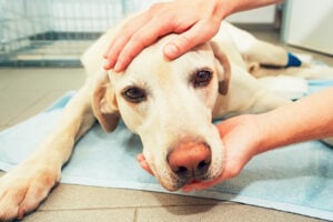 Anestesia castração de cães em pg motiva veto da prefeitura