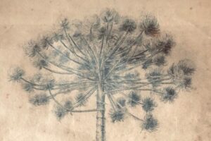 Pinheiro Solitário, desenho sobre papel por Jacobus van Wilpe, 21 de maio de 1935 (detalhe)