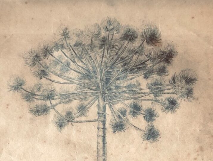Pinheiro Solitário, desenho sobre papel por Jacobus van Wilpe, 21 de maio de 1935 (detalhe)