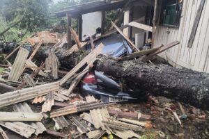Árvore que atingiu telhado e carro em Carambeí