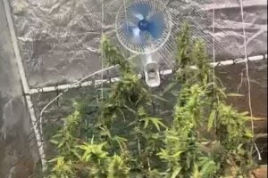 estufa de maconha