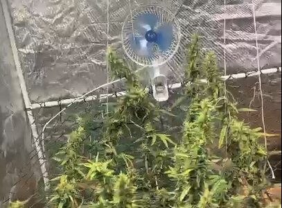 estufa de maconha