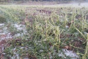 Foto de plantação de fumo destruída por tempestade de granizo ocorrida em Rio Azul em dezembro de 2021