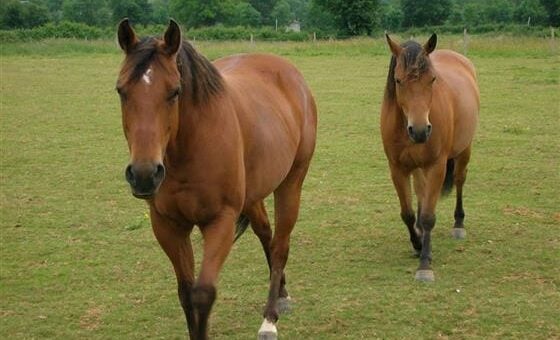 Foto ilustrativa mostrando dois cavalos quarto de milha em um prado