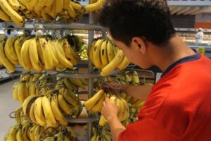Homem pega cachos de banana em supermercado