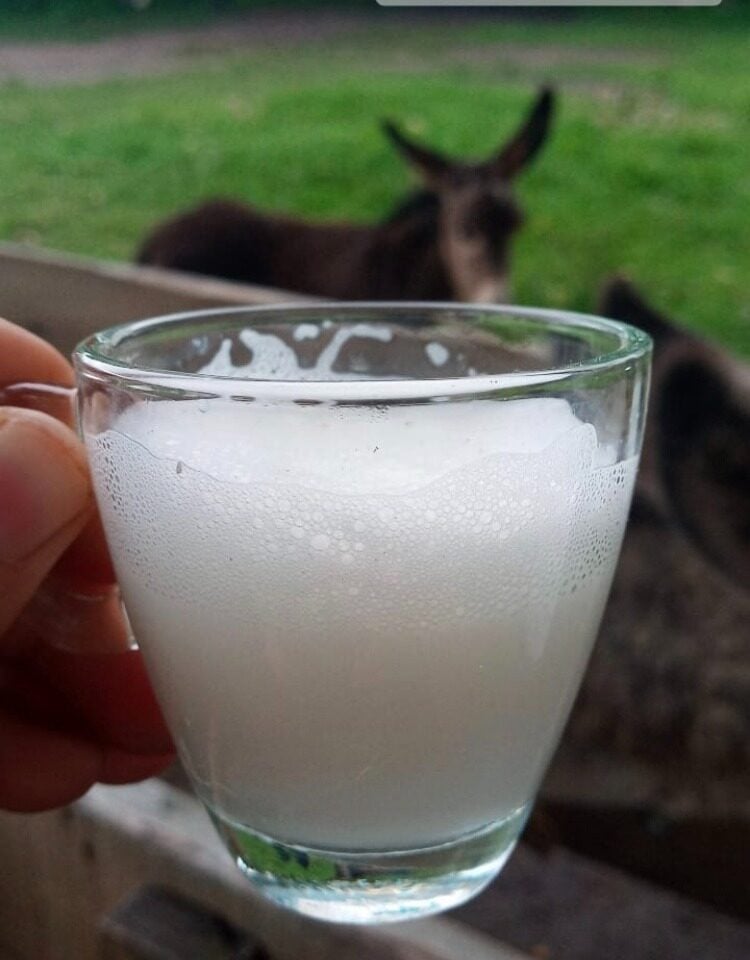 Xícara de Leite de Jumenta