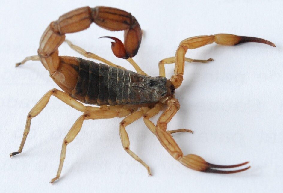 Escorpião Amarelo