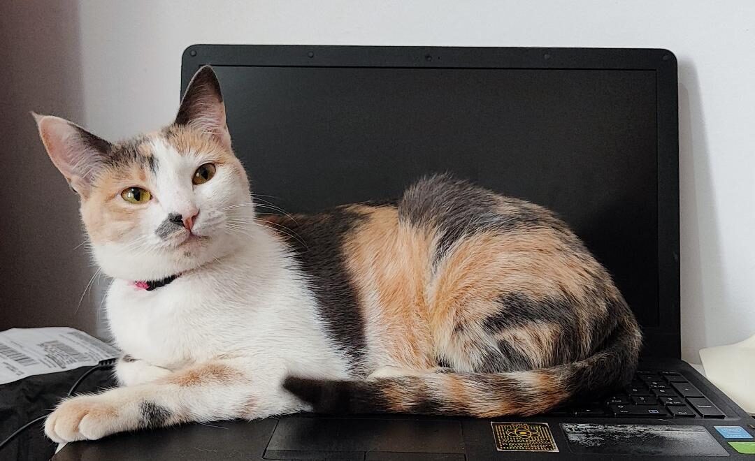 Gatinha Amora está desaparecida