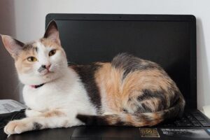 Gatinha amora foi encontrada após anúncio do DC