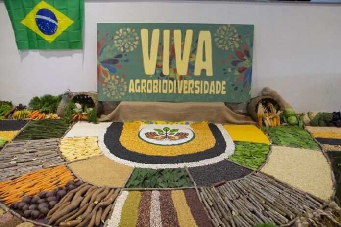 Sementes e alimentos orgânicos montados em mandala para feira de Teixeira Soares.