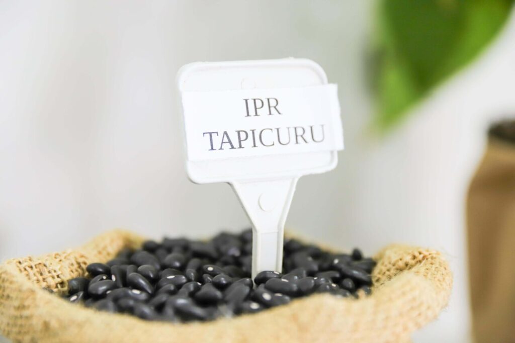 Feijão IPR Tapicuru