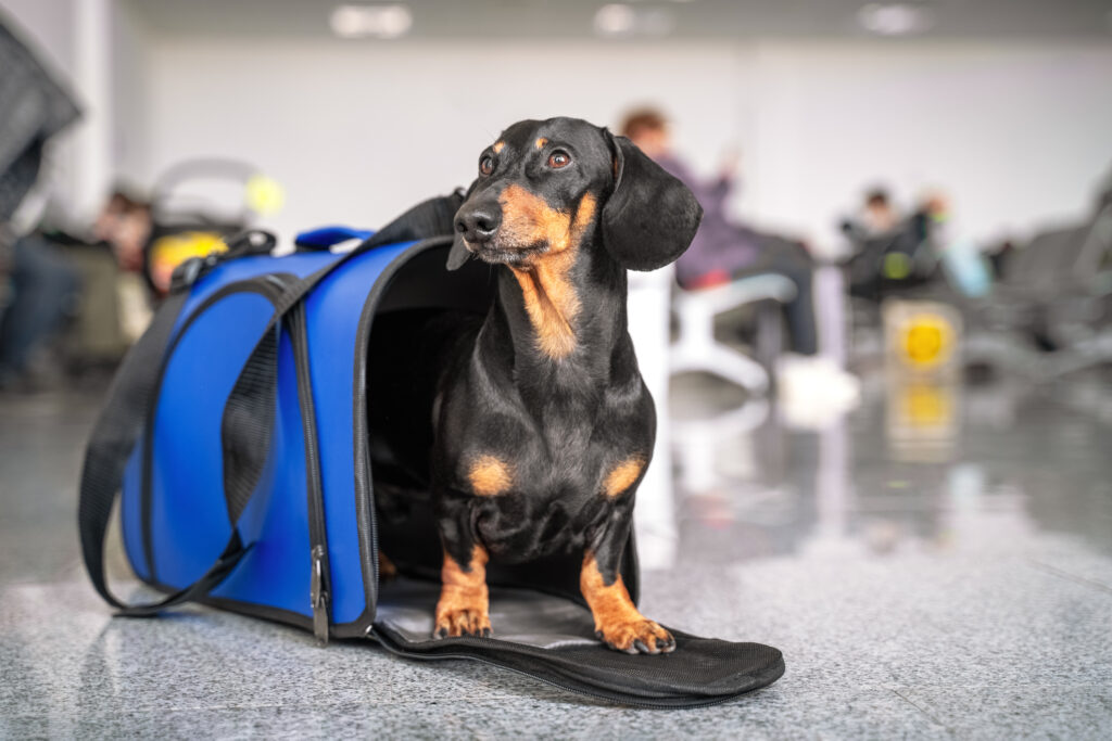 Feira de adoção de Pets em Ponta Grossa