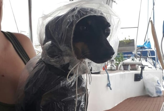 Foto do pintcher Joaquim, usando capa de chuva no Veleiro Belo