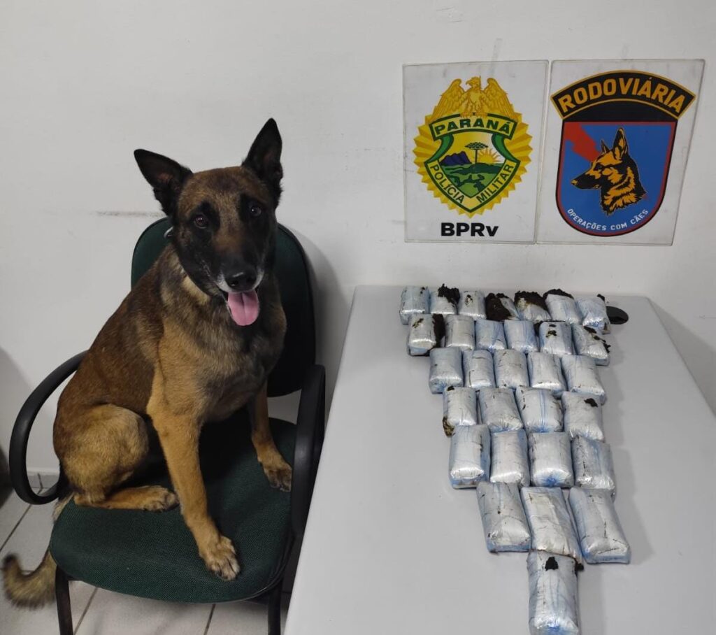 Cão Máximus e a apreensão de haxixe em Piraí do Sul, Paraná