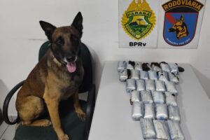 Cão Máximus e a apreensão de haxixe em Piraí do Sul, Paraná