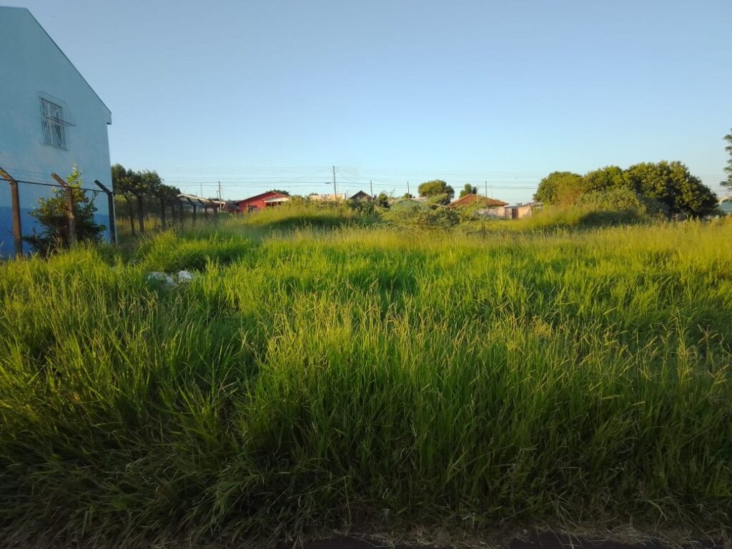 Matagal ilustra pauta sobre limpeza de terrenos.